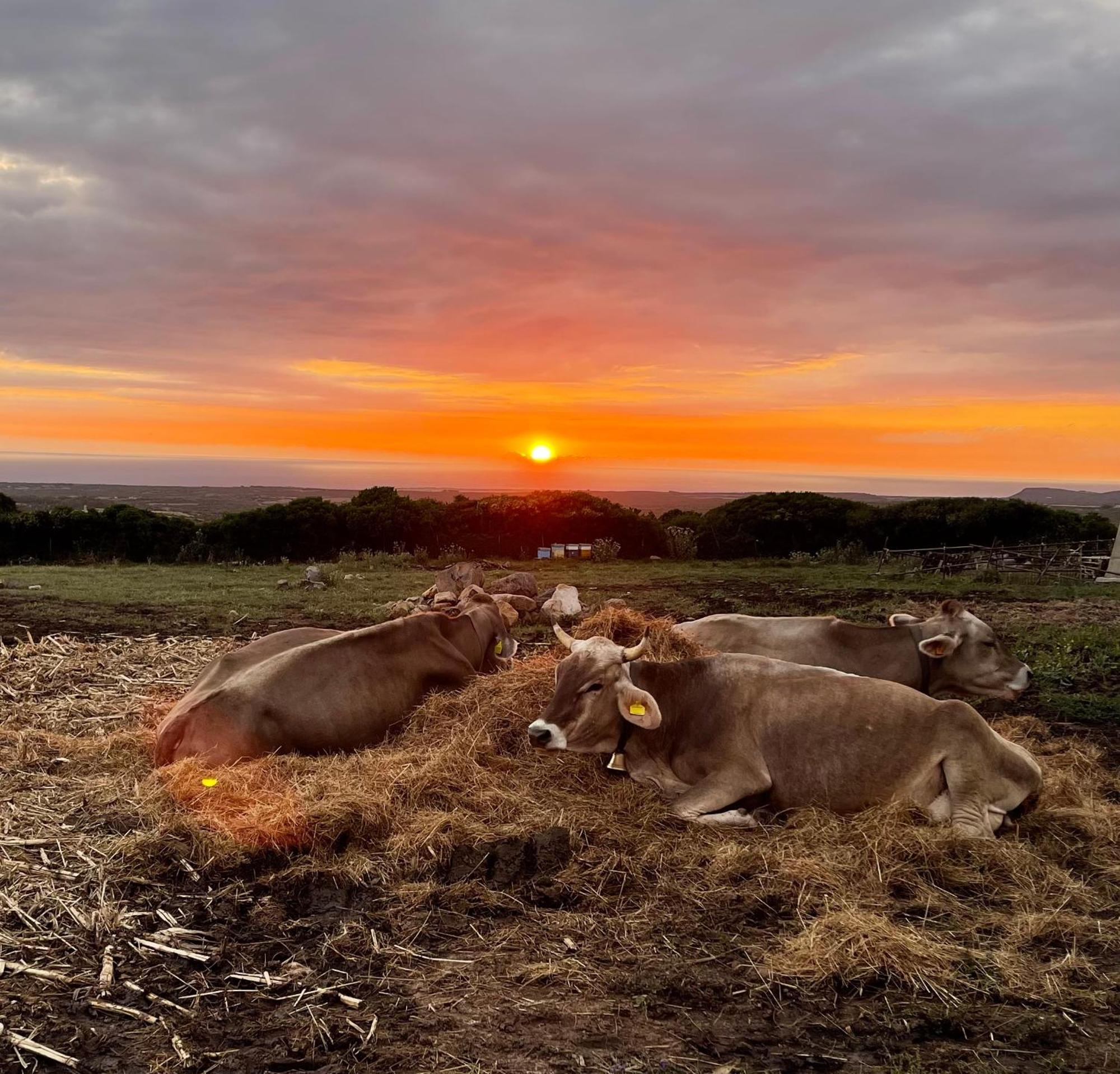 Agriturismo S'Ispiga クーリエリ エクステリア 写真